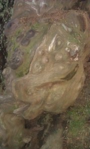 knarly wood Knotty, knarly wood