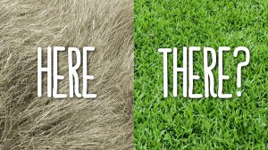 blog-pics-1200x675-greener-grass